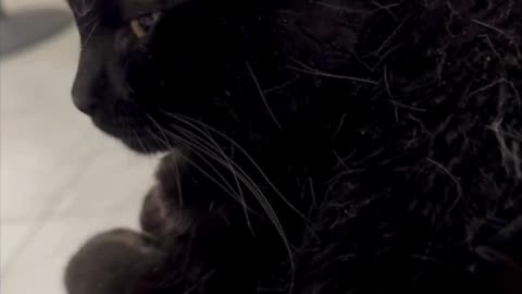 Cute Precious Piper is a Comforting Lap Cat - Adopting a Cat from a Shelter Vlog #shorts