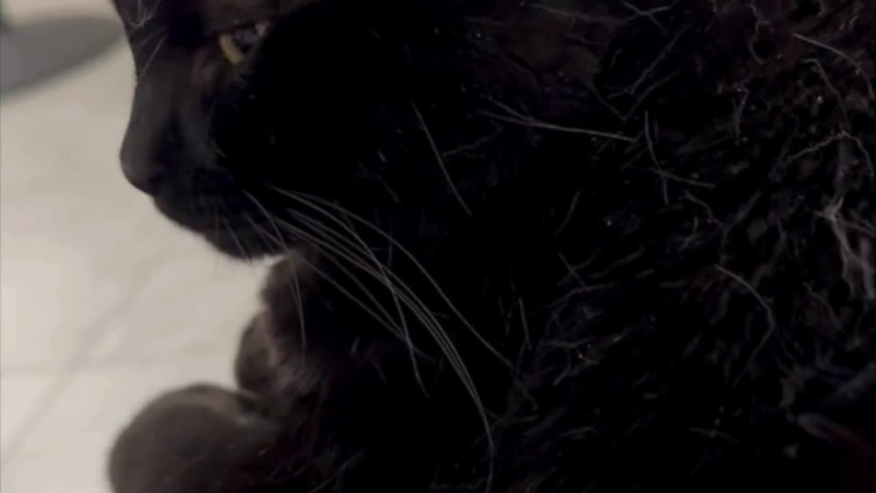 Cute Precious Piper is a Comforting Lap Cat - Adopting a Cat from a Shelter Vlog #shorts