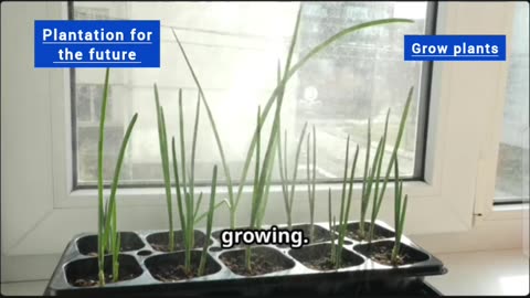 Grow plants from kitchen scraps
