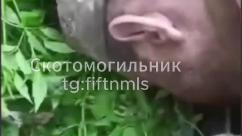 Welcome to Ukraine NATO