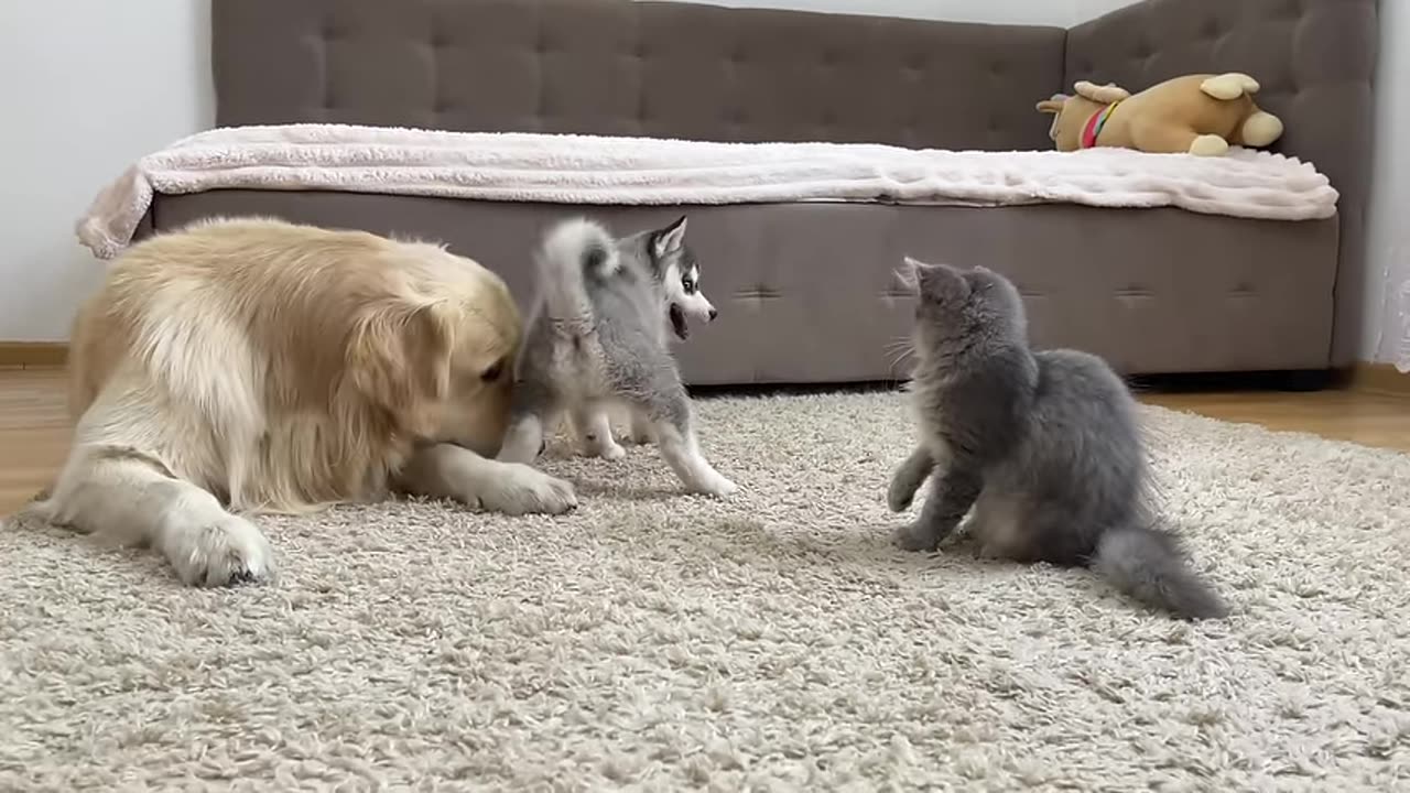 golden-retriever-and-husky-puppy-react-to-fluffy-kitten-for-the-first-time