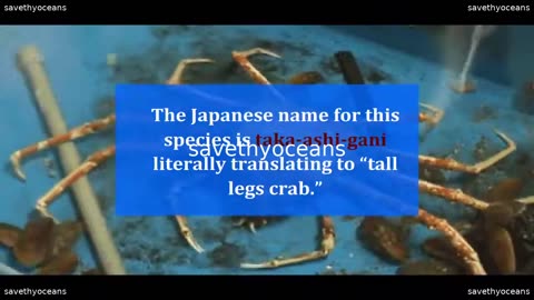A Giant Spider Crab Is Shedding Shell Or Molting