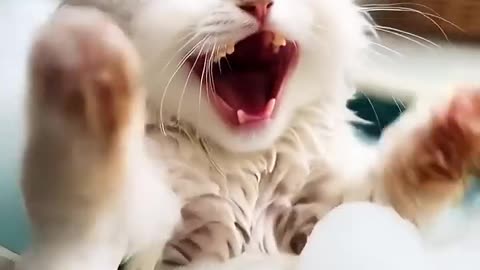 cuty kiddy