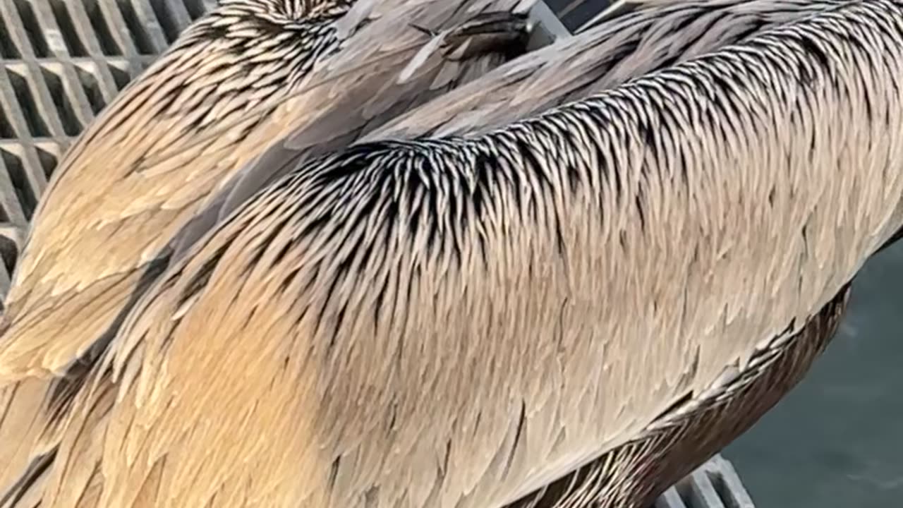 Fake Pelican