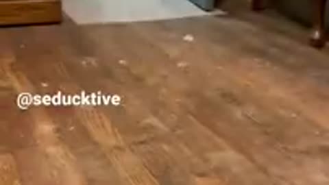 Trending: Duck Running (viral tiktok)