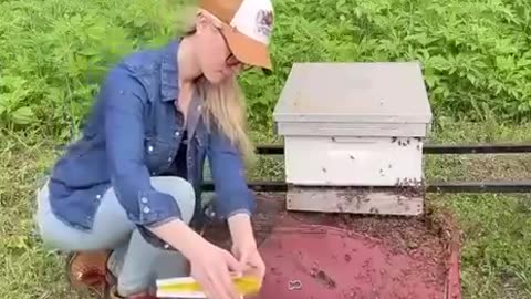 Save the bees 🐝