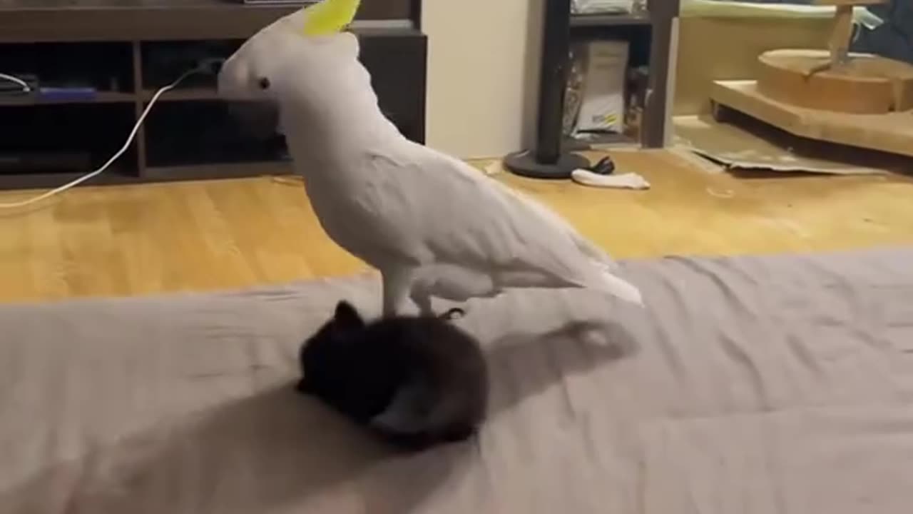 Cat🐈 and parrot 🐦 are best friends