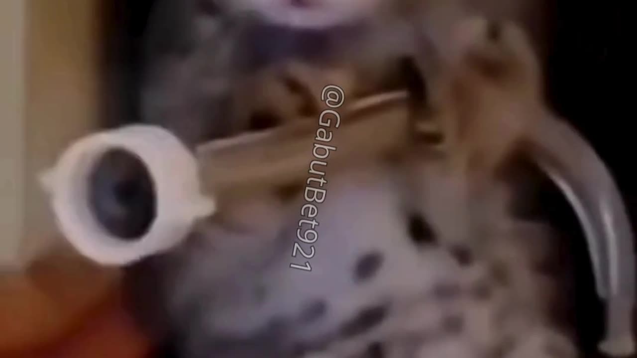 funny cat