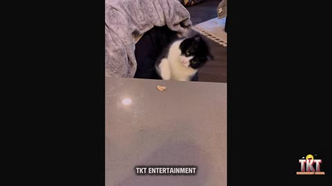 hilarious dog and cat videos part 12
