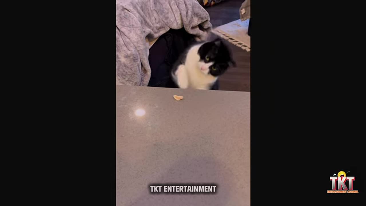 hilarious dog and cat videos part 12