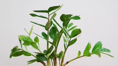 Daily Horoscope | Taurus 🌟