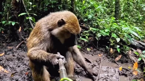 Monkey vlogging in jungle and camping