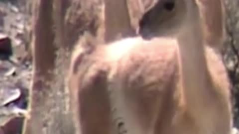 guanaco