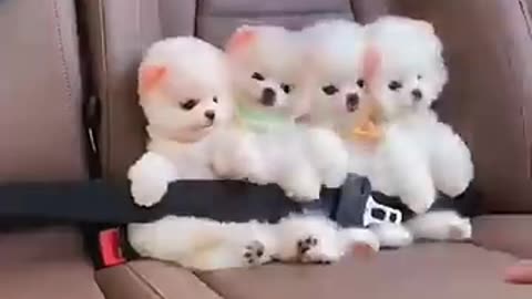 https://youtube.com/shorts/est5FhVDPCs?si=Jlvc8hZMNSJZZkfd