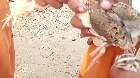 Quail hunting ,bater ki awaaz,batair ka shikar ,batair ki awaz,bater,