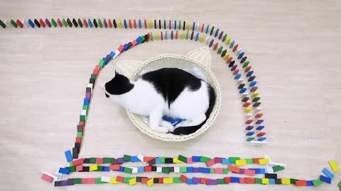 Cats and Domino