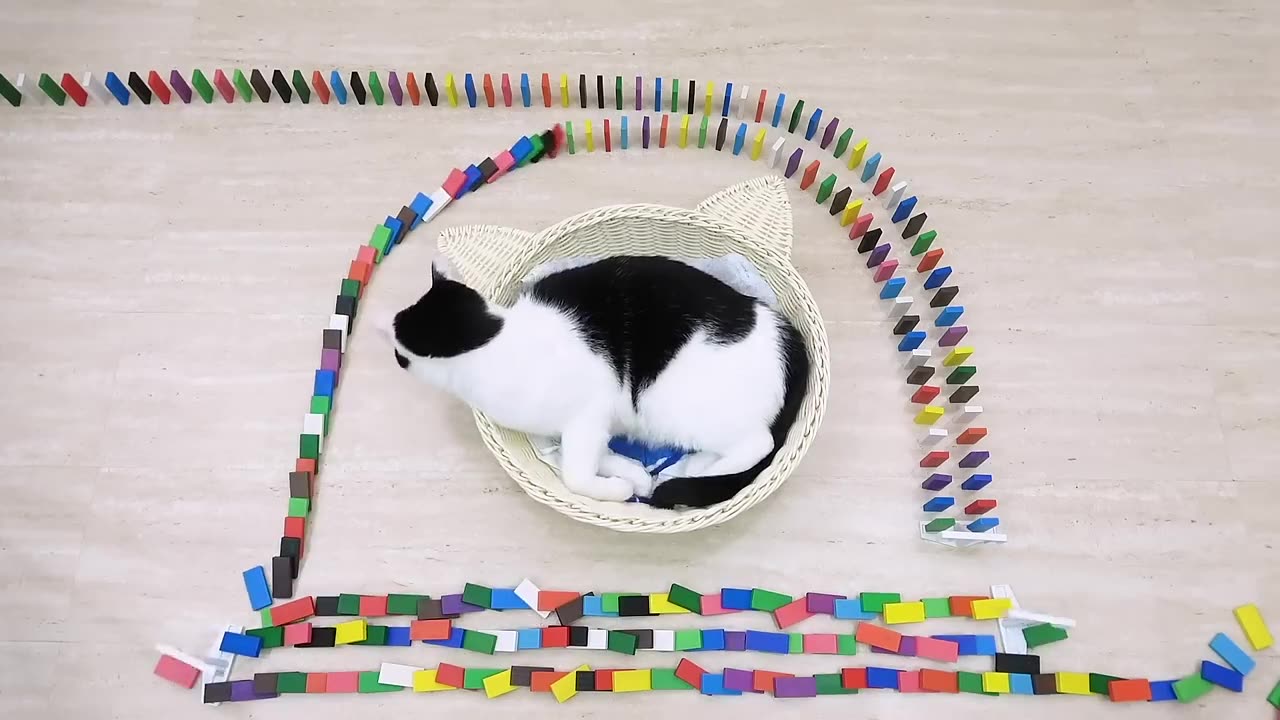 Cats and Domino
