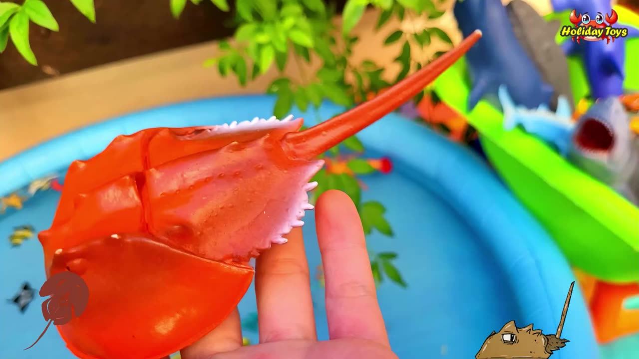 Playing with Seahorses on Rocks and Coral Reefs