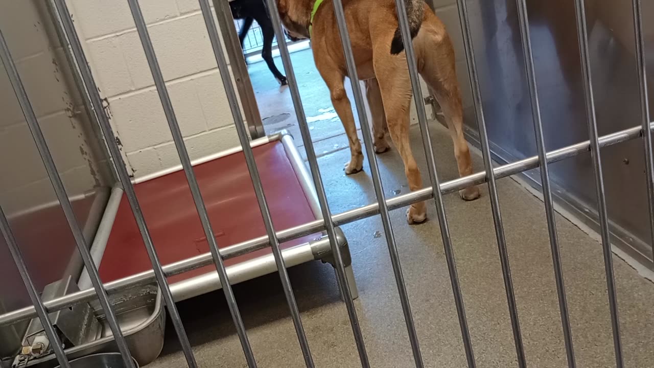 Lotus-black A861864 Scooby 2y A820303 kennel 229 Harry's haven PACC shelter wanted freedom273