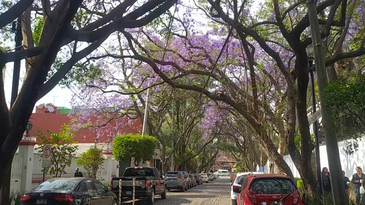 Another Beautiful Day for Walking - Mexico City
