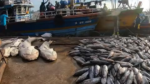 Exploring Nigombu Fish Market: Fresh Catches and Fish Cutting