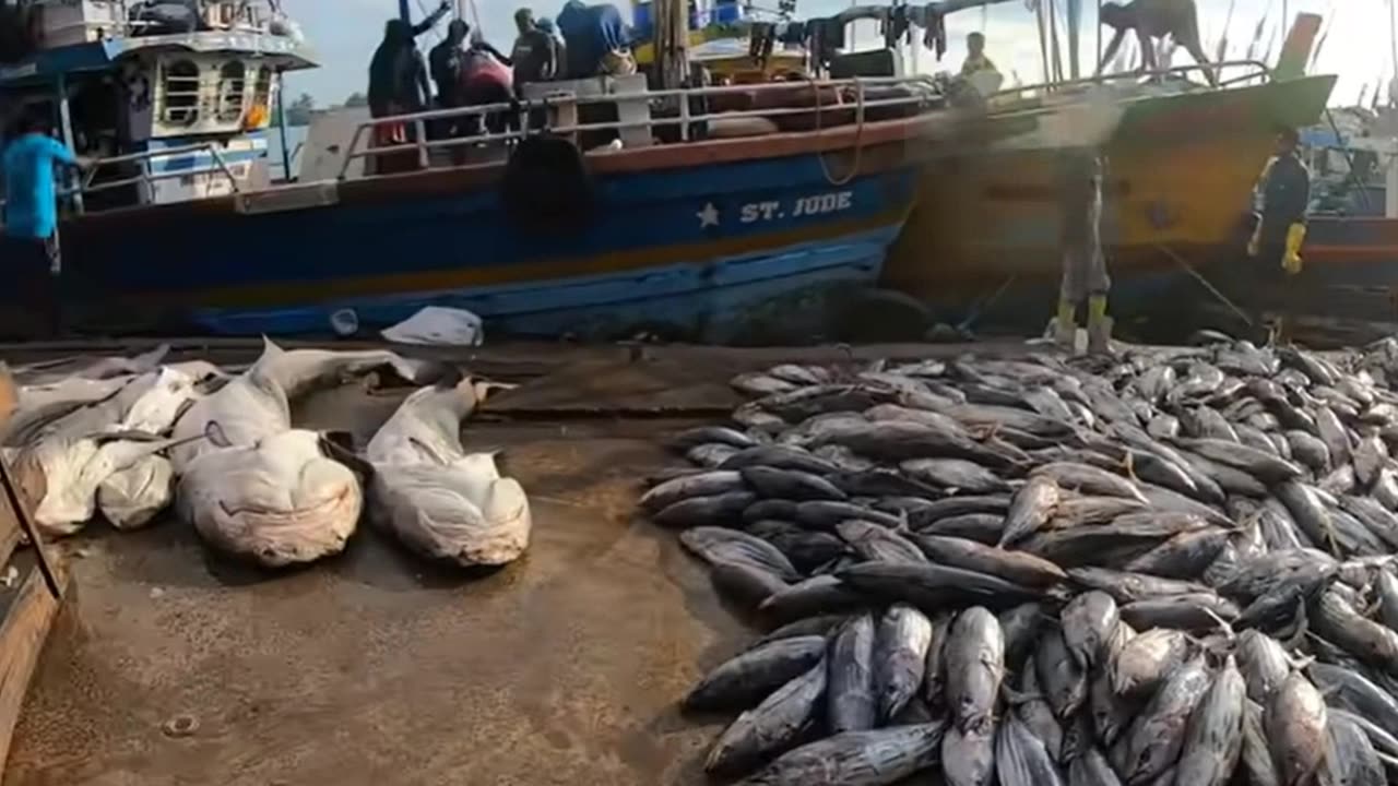 Exploring Nigombu Fish Market: Fresh Catches and Fish Cutting