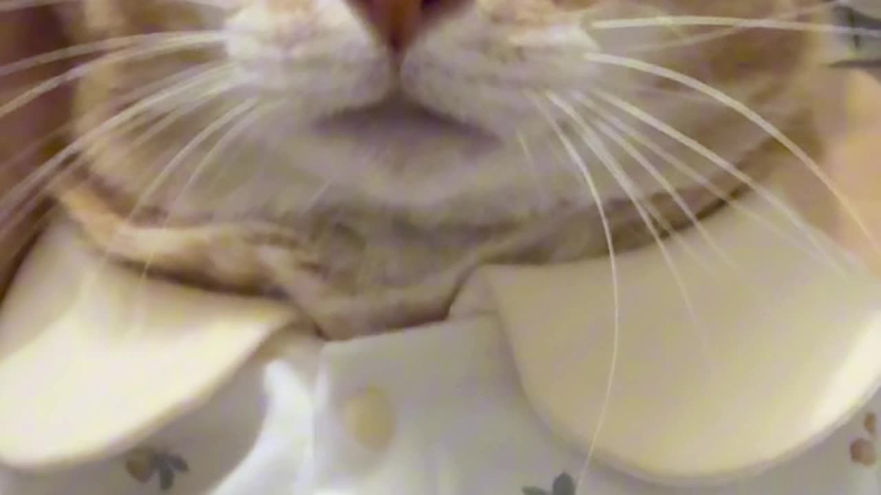 "The Art of Holding a Cat (Spoiler: It’s Negotiation!) ✨🐈"