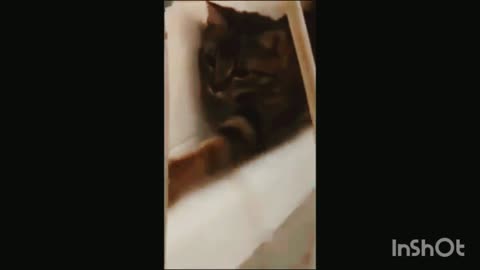 Cat and dog funniest moments