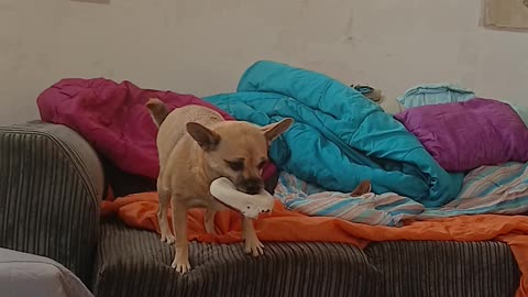 Dog, grand canyon, dog toy