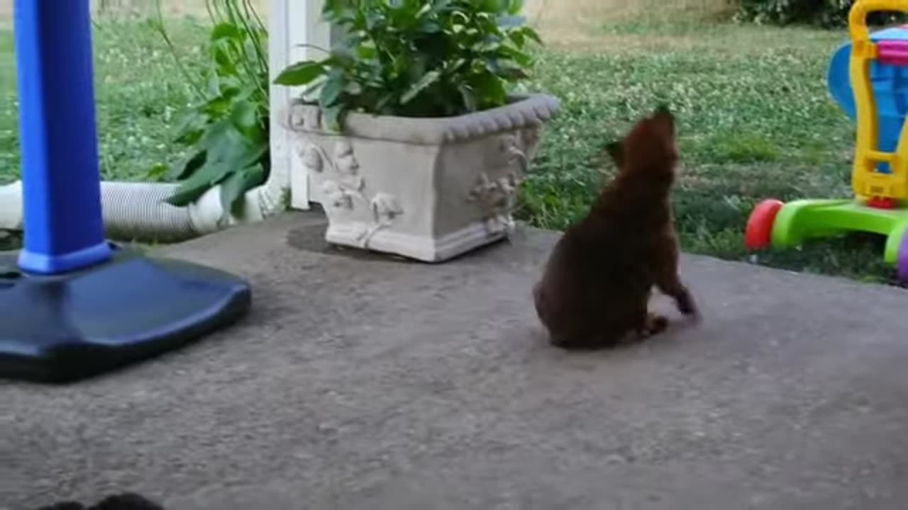 the-lives-of-funny-and-hilarious-animals-funniest-cat--dog-moments-ever-recorded