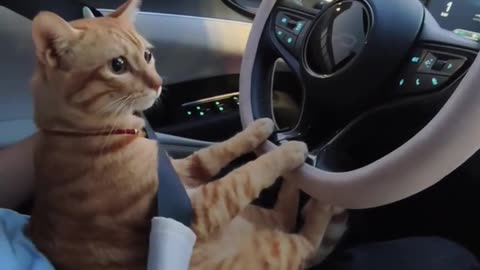If you are watching this video, know that God has made you the guardian angel of a hungry cat💝