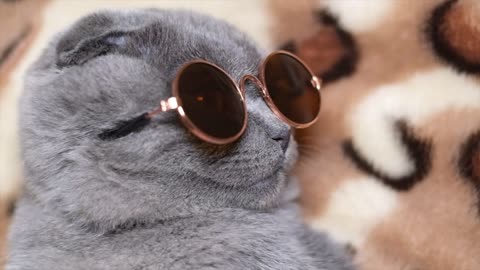 cute kitten || cool cats