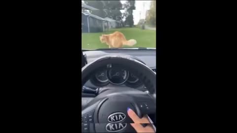 Funny animal videos 2023 - Funny cats_dogs - Funny animals Part71_Haypyy Pett