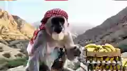 قرود ابها والطائف😍😍😍😍😍😍😍😍😍😍😍
