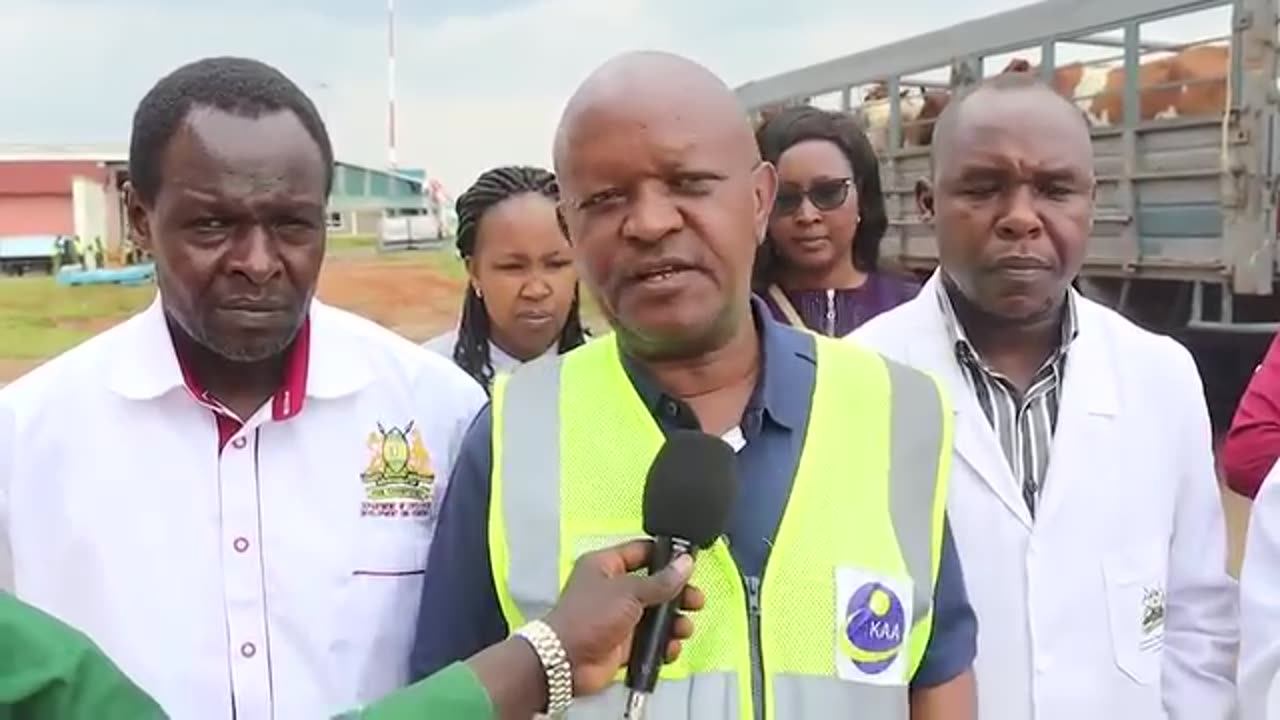 See Kenya exporting cattle "BY AIR" to Nigeria