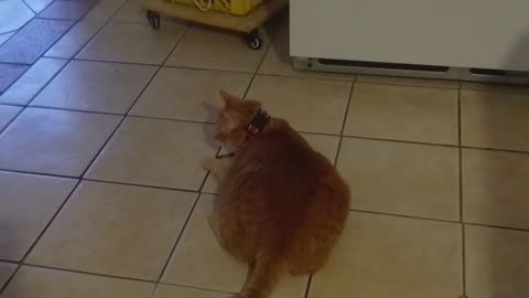 Buddy and the chew stick