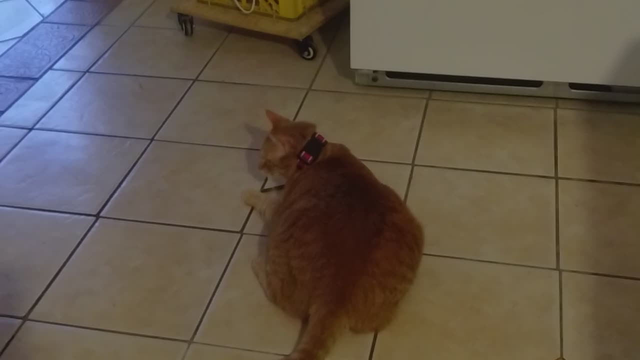 Buddy and the chew stick
