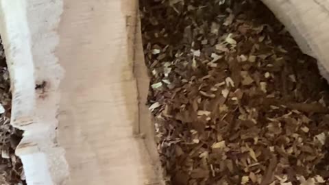 Watch a Master Carver Turn Raw Wood Into Hand-Carved Stool Legs!