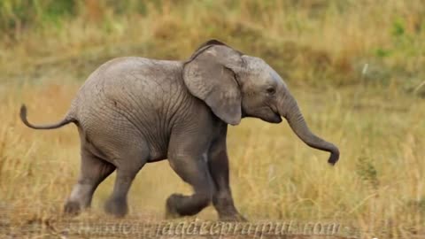 CUTE BABY ELEPHANT