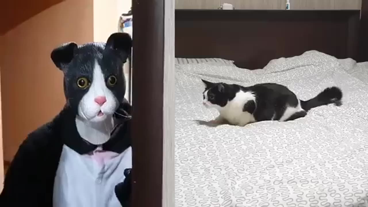 Mask Man Vs Cat