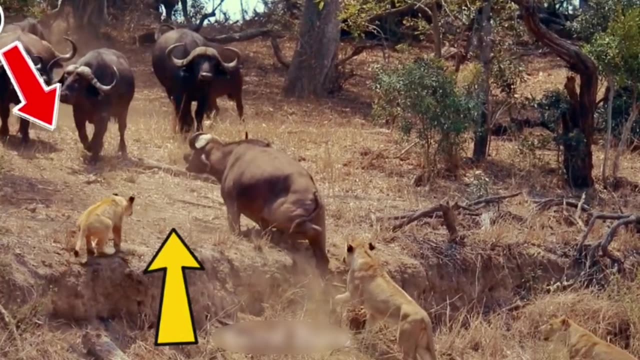 The battle of the herd of lions and buffaloes#