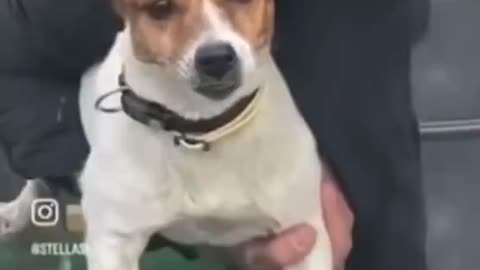 Flying Pup