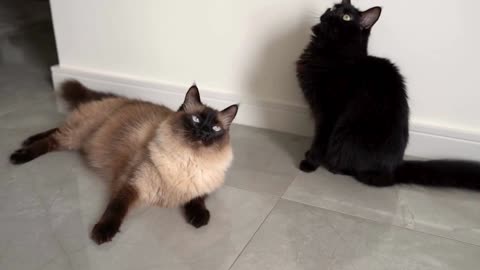 Funny ANIMALS videos 😂 | Funniest Cats