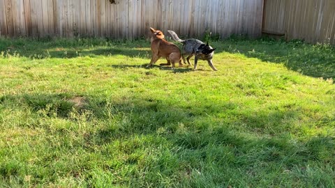 backyard wrastlin 32908243098
