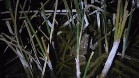 Toad chillaxing in the reeds
