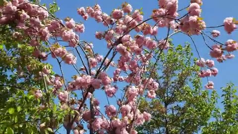 SPRING VIDEO Free Stock Footage Free HD Video no copyright