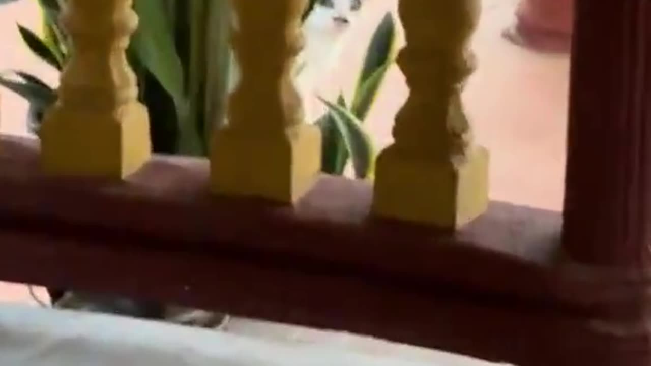 Italian cat 😭🤣🤣