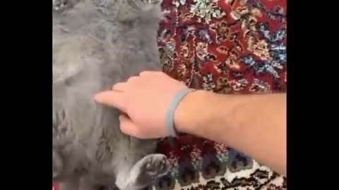 Funniest Animal - best funniest