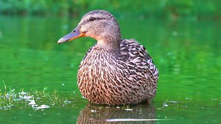 The Mother Hen is Resting After Her 4 Ducklings Are All Grown Up