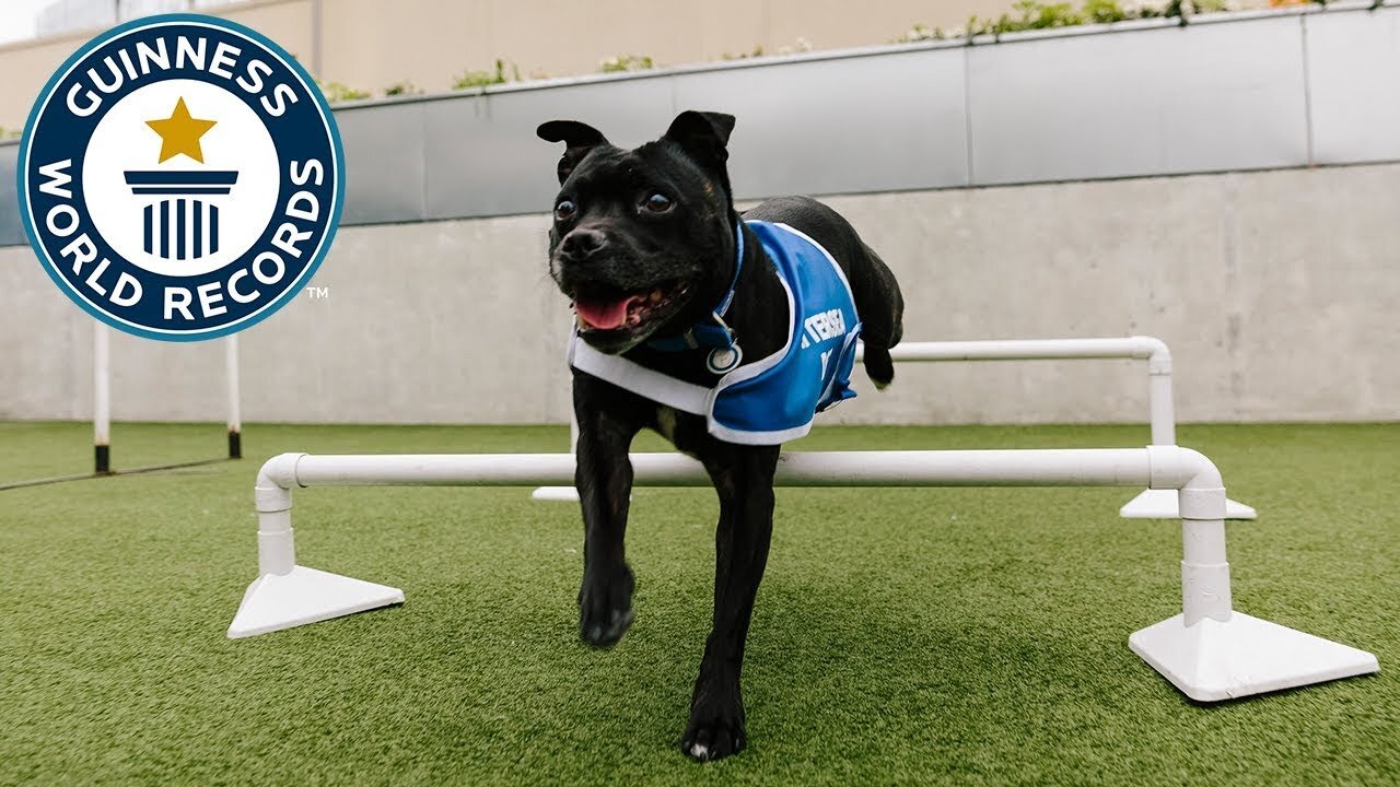 A day out at Battersea Dogs and Cats Home - Guinness World Records